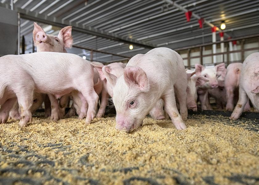 Do Mat and Gruel Feeding Impact Pig Survivability? | Pork Business